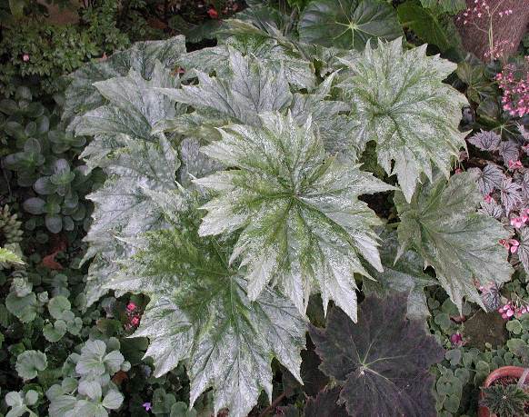 B. ‘Rudy’